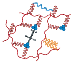 Molecular organization of a perineuronal net: a hyaluronan backbone decorated with chondroitin sulfate proteoglycans, link proteins and tenascin.