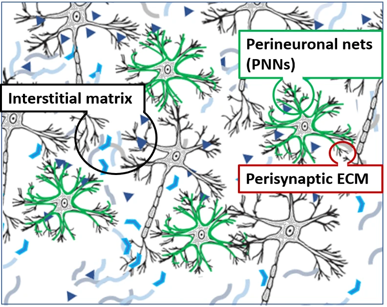 Three compartments of the brain extracellular matrix around neurons: perineuronal nets wrapping cell bodies and proximal dendrites, perisynaptic ECM at synapses, and the interstitial matrix between cells.