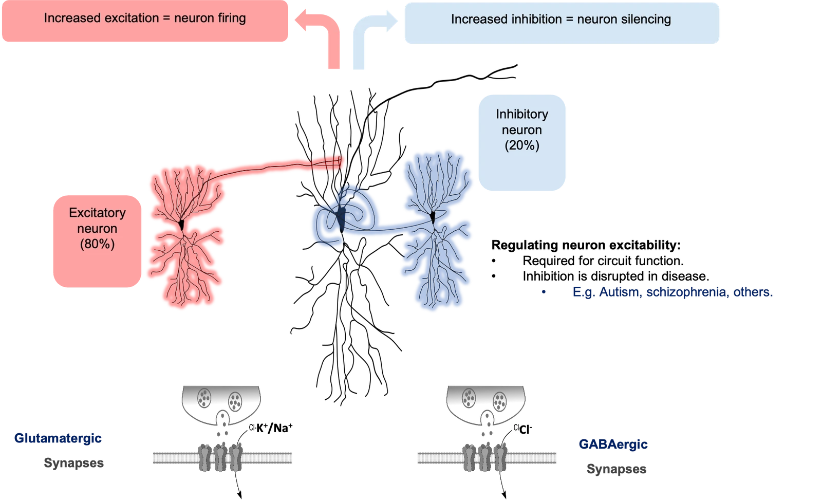 Excitatory neurons (80%) increase firing through glutamatergic synapses, while inhibitory neurons (20%) silence neurons through GABAergic synapses that conduct chloride. Inhibition is disrupted in diseases such as autism and schizophrenia.