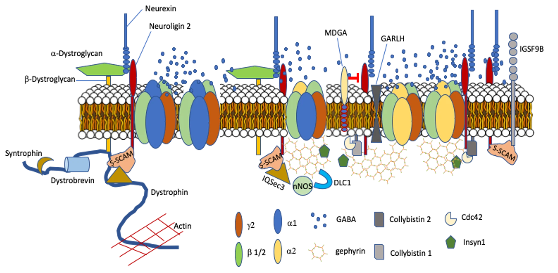 Schematic of GABAergic postsynapses: GABA-A receptors built from alpha1, alpha2, beta1/2 and gamma2 subunits anchored by a gephyrin lattice with collybistin, Cdc42, Insyn1, IQSec3, nNOS and DLC1; neuroligin 2, neurexin, MDGA, GARLH and IGSF9B at the membrane; and a gephyrin-independent synapse linked to the dystroglycan–dystrophin complex and actin.