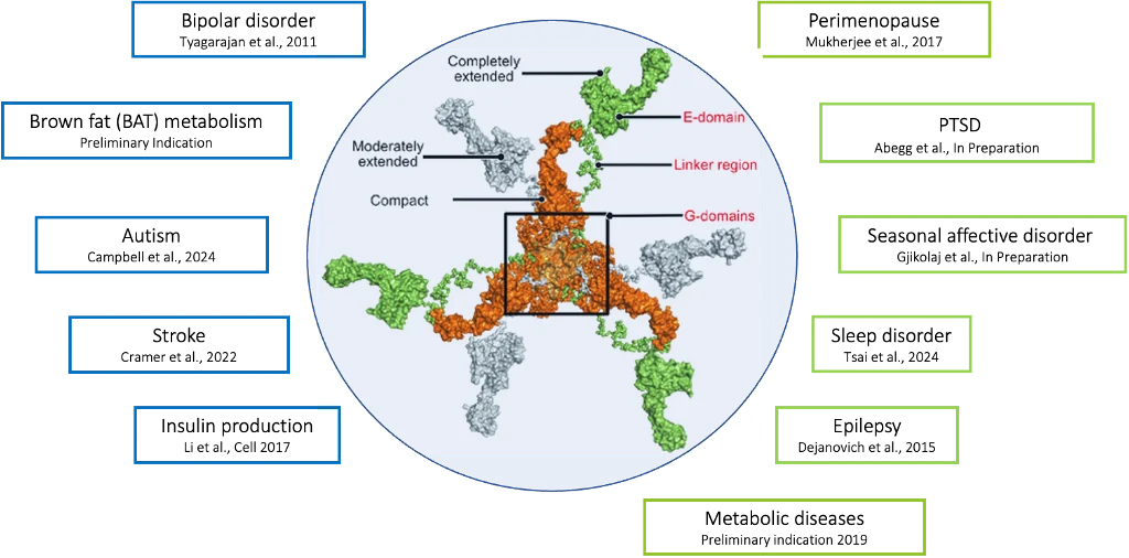 Gephyrin trimer structure with G-domains, linker region and E-domains in compact, moderately extended and completely extended states, surrounded by linked conditions: bipolar disorder, brown fat metabolism, autism, stroke, insulin production, perimenopause, PTSD, seasonal affective disorder, sleep disorder, epilepsy and metabolic diseases.