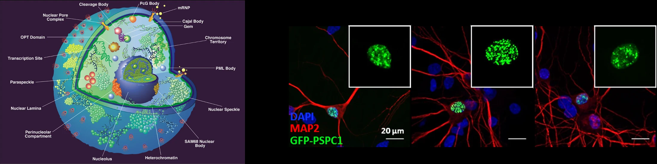Left: illustration of nuclear bodies including nuclear speckles, paraspeckles, Cajal bodies, PML bodies and the nucleolus. Right: cultured neurons stained for DAPI (blue), MAP2 (red) and GFP-PSPC1 (green), showing PSPC1 paraspeckle puncta in neuronal nuclei; scale bars 20 µm.